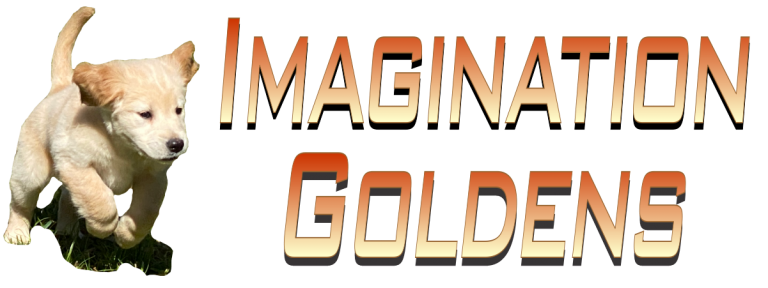 Imagination Goldens