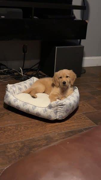Review - Eileen Coyle - Golden Retriever puppy laying on dog bed