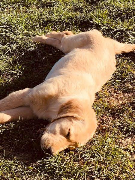 Review - Dana Toole - Golden Retriever puppy laying on the grass