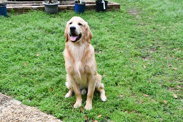 Review - Elizabeth Hohn - Golden Retriever sitting on the grass looking really happy