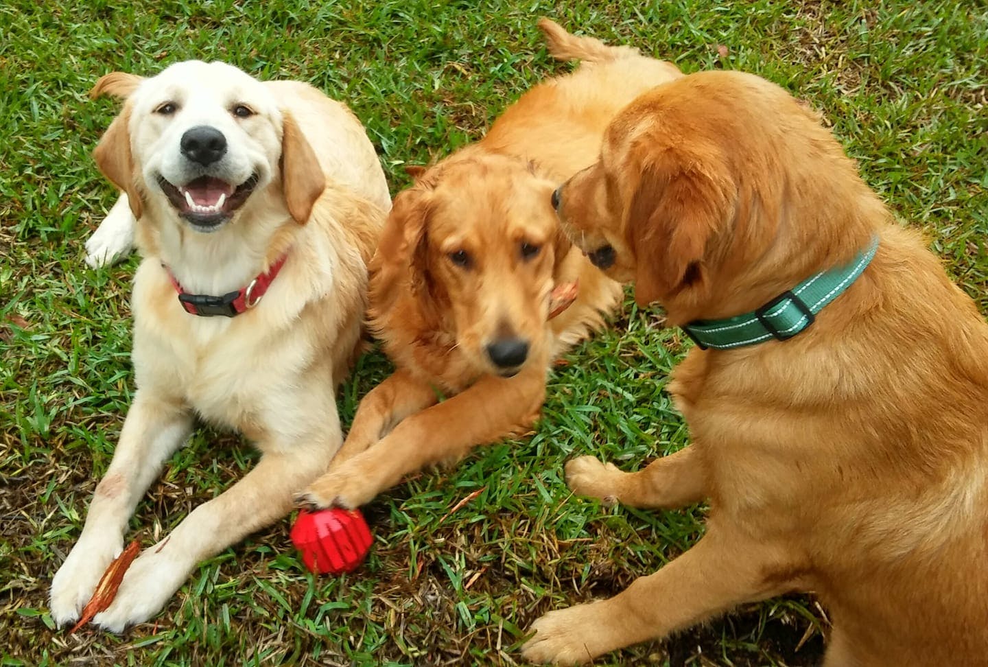  We breed awesome AKC Golden Retrievers!