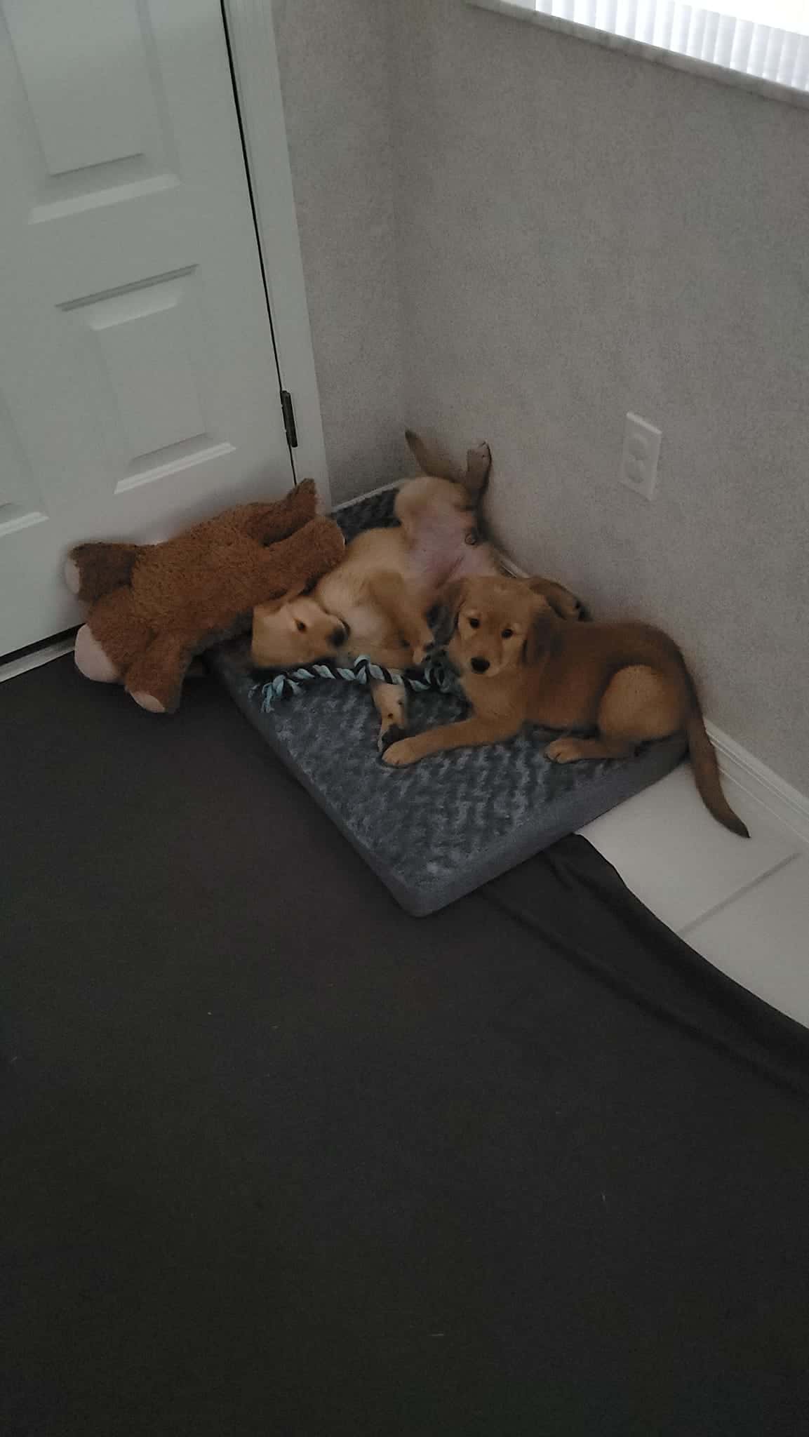 Review - Sabrina Calello - Golden Retriever puppies laying on a bed
